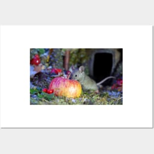 wild house mouse  with a apple Posters and Art